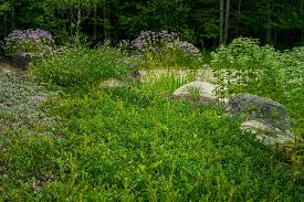 Attēlu rezultāti vaicājumam “Arctostaphylos uva-ursi”