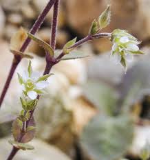 Attēlu rezultāti vaicājumam “Arenaria serpyllifolia flower”