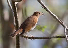 Image result for Catharus fuscescens