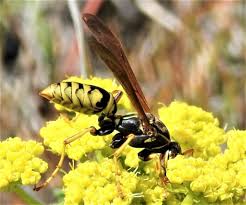 Attēlu rezultāti vaicājumam “Vespidae”