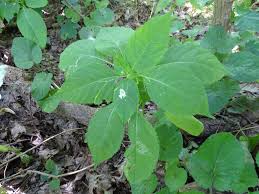 Attēlu rezultāti vaicājumam “Impatiens parviflora”
