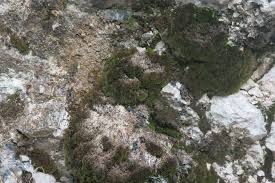 Attēlu rezultāti vaicājumam “Hymenostylium recurvirostrum”