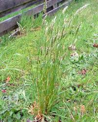 Attēlu rezultāti vaicājumam “Anthoxanthum odoratum fruit”