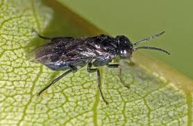 Attēlu rezultāti vaicājumam “Tenthredinidae”