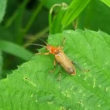 Attēlu rezultāti vaicājumam “Cantharis livida”