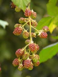 Image result for Rubus sectio