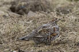 Attēlu rezultāti vaicājumam “Tetrastes bonasia female”