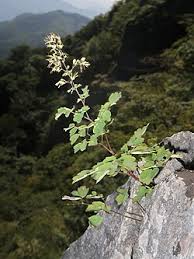 Attēlu rezultāti vaicājumam “Thalictrum minus”