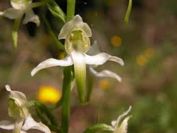 Attēlu rezultāti vaicājumam “Platanthera chlorantha flower”