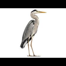 Image result for heron