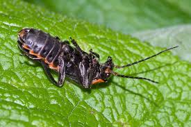 Attēlu rezultāti vaicājumam “Cantharis obscura”