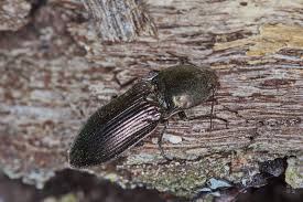 Attēlu rezultāti vaicājumam “Selatosomus aeneus”