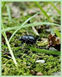 Attēlu rezultāti vaicājumam “Poecilus versicolor”