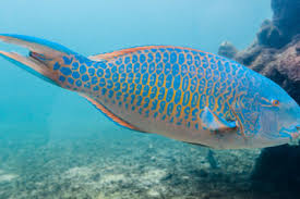 Image result for Chlorurus gibbus