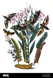 Attēlu rezultāti vaicājumam “Geocrypta galii”