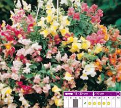 Image result for Antirrhinum majus maximum