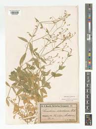 Attēlu rezultāti vaicājumam “Cerastium sylvaticum”