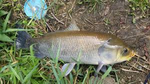 Image result for Ictiobus cyprinellus