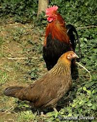 Attēlu rezultāti vaicājumam “Gallus”