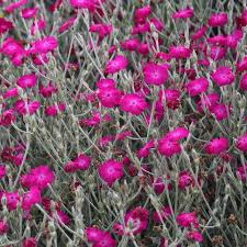 Image result for Lychnis coronaria