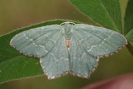 Attēlu rezultāti vaicājumam “Hemithea aestivaria”