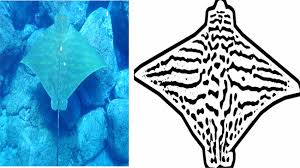 Image result for Aetomylaeus bovinus