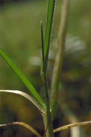 Attēlu rezultāti vaicājumam “Anthoxanthum odoratum fruit”