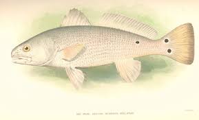 Image result for Sciaenops ocellatus