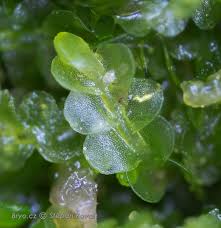 Attēlu rezultāti vaicājumam “Odontoschisma denudatum”