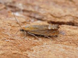 Attēlu rezultāti vaicājumam “Lathronympha strigana”