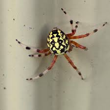 Attēlu rezultāti vaicājumam “Araneus marmoreus”