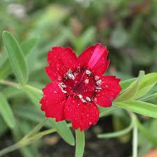 Attēlu rezultāti vaicājumam “Dianthus deltoides flower”