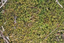 Attēlu rezultāti vaicājumam “Mylia anomala”