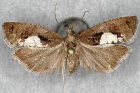 Attēlu rezultāti vaicājumam “Epinotia brunnichana”