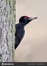 Attēlu rezultāti vaicājumam “Dryocopus martius”