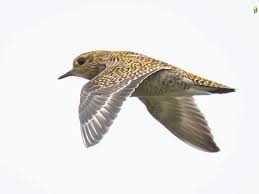 Attēlu rezultāti vaicājumam “Pluvialis apricaria”