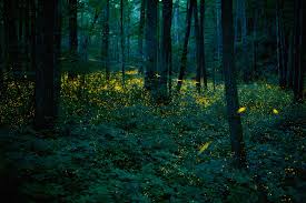 Image result for Fireflys Badminton Club