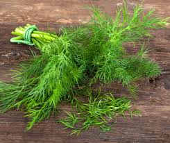 Image result for Dill
