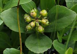 Attēlu rezultāti vaicājumam “Menyanthes trifoliata bud”