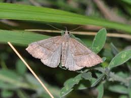 Attēlu rezultāti vaicājumam “Hypena proboscidalis”