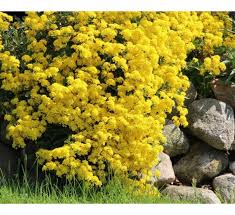 Attēlu rezultāti vaicājumam “Alyssum gmelinii”