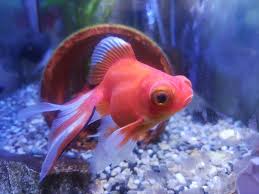 Image result for 出目金