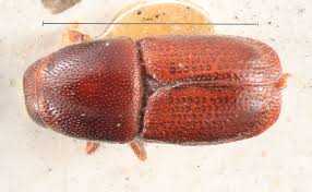 Attēlu rezultāti vaicājumam “Scolytus ratzeburgi”