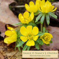 Attēlu rezultāti vaicājumam “Eranthis hyemalis flower”