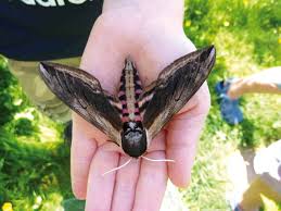 Image result for hawk moth