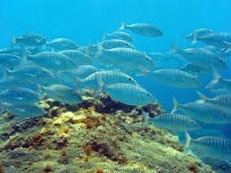 Image result for Lithognathus mormyrus