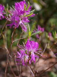 Attēlu rezultāti vaicājumam “Rhododendron canadense”