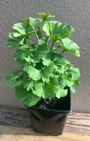 Attēlu rezultāti vaicājumam “Ginkgo biloba”