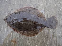 Image result for Pseudopleuronectes americanus