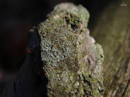 Attēlu rezultāti vaicājumam “Lecanora conizaeoides”